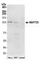 MAP7 Domain Containing 3 antibody, A304-935A, Bethyl Labs, Western Blot image 