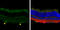 Thy-1 Cell Surface Antigen antibody, GTX130072, GeneTex, Immunohistochemistry frozen image 
