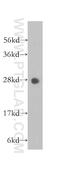 Proteasome subunit alpha type-3 antibody, 11887-1-AP, Proteintech Group, Western Blot image 