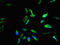 Family With Sequence Similarity 102 Member B antibody, LS-C399211, Lifespan Biosciences, Immunofluorescence image 