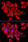 Sulfate transporter antibody, A6369, ABclonal Technology, Immunofluorescence image 