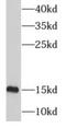 Mitochondrial Ribosomal Protein S12 antibody, FNab05345, FineTest, Western Blot image 