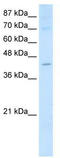 Nuclear RNA Export Factor 5 antibody, TA343956, Origene, Western Blot image 