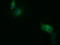 Short Chain Dehydrogenase/Reductase Family 9C Member 7 antibody, LS-C115628, Lifespan Biosciences, Immunofluorescence image 