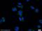 Zinc finger protein 654 antibody, 24596-1-AP, Proteintech Group, Immunofluorescence image 