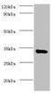 Eukaryotic Translation Elongation Factor 1 Delta antibody, orb239183, Biorbyt, Western Blot image 