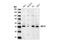 Serine/Threonine Kinase 26 antibody, 3822S, Cell Signaling Technology, Western Blot image 
