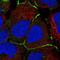 DnaJ Heat Shock Protein Family (Hsp40) Member C18 antibody, NBP2-55723, Novus Biologicals, Immunofluorescence image 