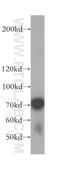 Tubulin Gamma Complex Associated Protein 4 antibody, 17088-1-AP, Proteintech Group, Western Blot image 