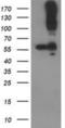 CUB domain-containing protein 1 antibody, NBP2-03459, Novus Biologicals, Western Blot image 