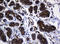 Heat Shock Protein Family D (Hsp60) Member 1 antibody, LS-C337039, Lifespan Biosciences, Immunohistochemistry paraffin image 