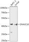 DnaJ Heat Shock Protein Family (Hsp40) Member C18 antibody, 18-129, ProSci, Western Blot image 