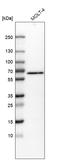 2-Phosphoxylose Phosphatase 1 antibody, HPA017243, Atlas Antibodies, Western Blot image 