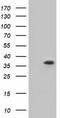 Eukaryotic translation initiation factor 2 subunit 1 antibody, TA501401S, Origene, Western Blot image 
