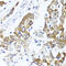 Protoporphyrinogen Oxidase antibody, abx004892, Abbexa, Western Blot image 