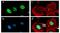Pituitary homeobox 3 antibody, 710212, Invitrogen Antibodies, Immunofluorescence image 