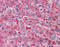 Tissue Factor Pathway Inhibitor antibody, TA318573, Origene, Immunohistochemistry frozen image 