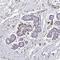 ATPase Secretory Pathway Ca2+ Transporting 2 antibody, HPA052262, Atlas Antibodies, Immunohistochemistry paraffin image 