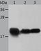 HspB5 antibody, TA323096, Origene, Western Blot image 