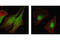 p38 antibody, 9228S, Cell Signaling Technology, Immunocytochemistry image 