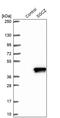 Sarcoglycan Zeta antibody, PA5-53610, Invitrogen Antibodies, Western Blot image 
