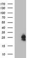BH3-interacting domain death agonist antibody, CF506768, Origene, Western Blot image 
