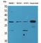 Fibroblast growth factor 18 antibody, A04181-1, Boster Biological Technology, Western Blot image 
