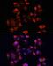 Deleted in azoospermia-like antibody, LS-C748985, Lifespan Biosciences, Immunofluorescence image 