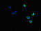 Cytoskeleton-associated protein 2-like antibody, LS-C677548, Lifespan Biosciences, Immunofluorescence image 