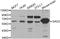 Glutamate Decarboxylase 2 antibody, orb135550, Biorbyt, Western Blot image 