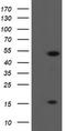 ALX Homeobox 4 antibody, TA505146AM, Origene, Western Blot image 
