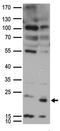 SUMO-conjugating enzyme UBC9 antibody, TA890019, Origene, Western Blot image 