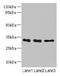 Exosome complex exonuclease RRP43 antibody, LS-C397756, Lifespan Biosciences, Western Blot image 