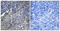 Collagen Type XIX Alpha 1 Chain antibody, A10551-1, Boster Biological Technology, Immunohistochemistry paraffin image 