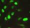 RNA-binding protein Nova-1 antibody, A06087-1, Boster Biological Technology, Immunofluorescence image 