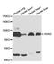 Axin-2 antibody, LS-C332132, Lifespan Biosciences, Western Blot image 
