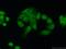 Dual Specificity Phosphatase 4 antibody, 10739-1-AP, Proteintech Group, Immunofluorescence image 