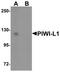 Piwi-like protein 1 antibody, TA319776, Origene, Western Blot image 