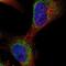 TruB Pseudouridine Synthase Family Member 2 antibody, NBP1-85560, Novus Biologicals, Immunofluorescence image 
