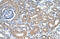 Solute carrier family 12 member 1 antibody, ARP41388_P050, Aviva Systems Biology, Immunohistochemistry paraffin image 