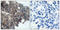 p21 antibody, LS-C117437, Lifespan Biosciences, Immunohistochemistry paraffin image 