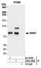 Rho GTPase-activating protein 26 antibody, A304-340A, Bethyl Labs, Immunoprecipitation image 