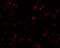 C-C Motif Chemokine Ligand 17 antibody, 7239, ProSci, Immunofluorescence image 
