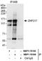 Zinc finger protein 217 antibody, NBP1-78188, Novus Biologicals, Immunoprecipitation image 