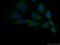 Probable DNA dC->dU-editing enzyme APOBEC-3C antibody, 10591-1-AP, Proteintech Group, Immunofluorescence image 
