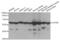 ATP Synthase F1 Subunit Beta antibody, abx004417, Abbexa, Western Blot image 