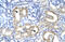 T-Box 1 antibody, ARP33399_T100, Aviva Systems Biology, Immunohistochemistry frozen image 