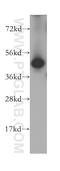 Diphthamide Biosynthesis 2 antibody, 12367-1-AP, Proteintech Group, Western Blot image 