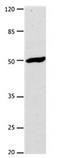 Dopamine Receptor D1 antibody, orb107494, Biorbyt, Western Blot image 