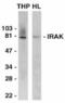 Interleukin 1 Receptor Associated Kinase 1 antibody, AHP445, Bio-Rad (formerly AbD Serotec) , Immunohistochemistry frozen image 